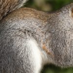 Grey squirrel outdoors