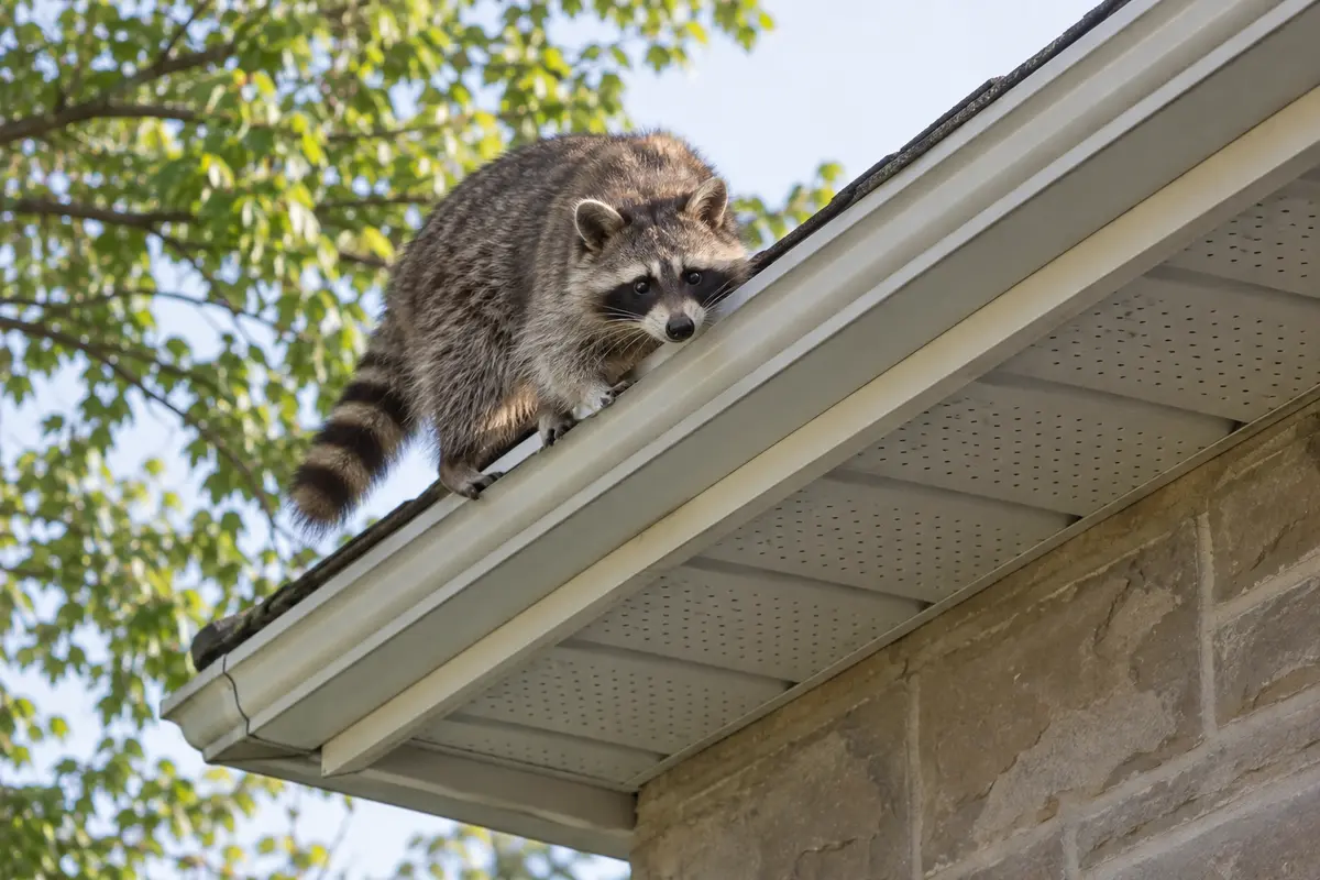 Raccoon near a residential roof