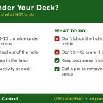 Signs of a skunk under your deck and what not to do