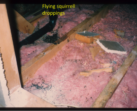 How To Safely Remove Wildlife Waste From Your Property’s Attic