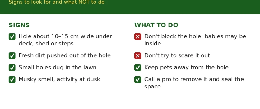 Skunk Under Your Deck? What to Do and What Not to Do