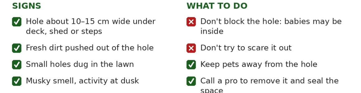 Skunk Under Your Deck? What to Do and What Not to Do