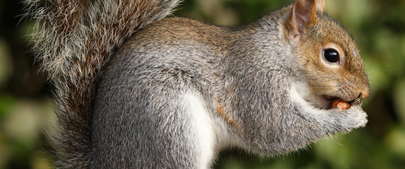 Squirrel Baby Season in Ontario: What to Do if They Nest in Your Attic