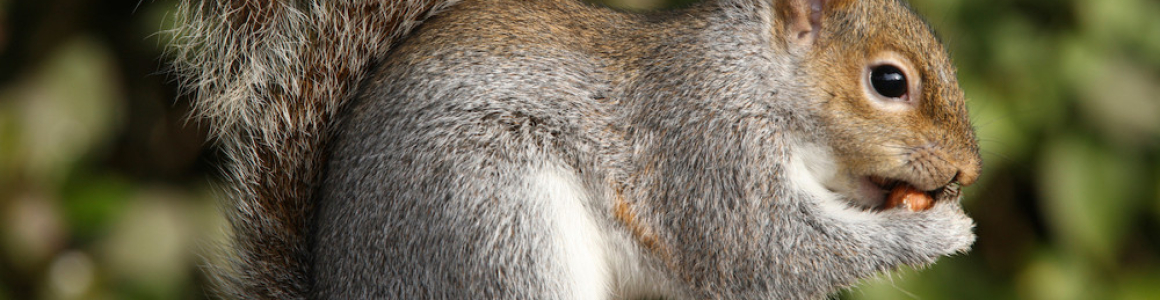 Squirrel Baby Season in Ontario: What to Do if They Nest in Your Attic